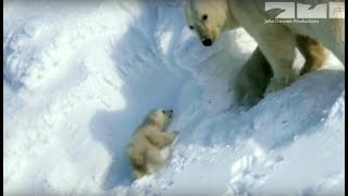 Polar bear saves cubs from dangerous male polar bear [upl. by Hagan698]