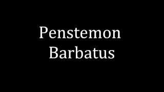 How to pronounce Penstemon Barbatus [upl. by Yordan]