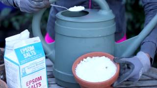 Uses for Epsom Salts in the Garden  Around the Garden [upl. by Alic623]