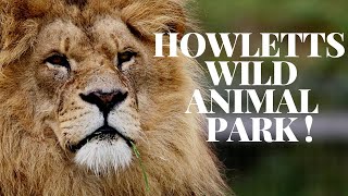 A day at Howletts wild animal park [upl. by Bonn942]