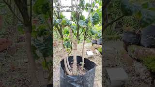 How do you care for black Aralia  Is Aralia an indoor plant  What is Aralia good for  shorts [upl. by Bush]