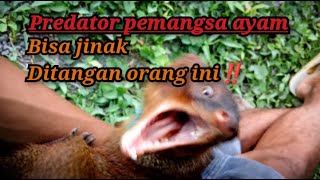 Hewan predator garangan bisa takluk dan jinak‼️garanganjinak linsang moongoose [upl. by Annais757]