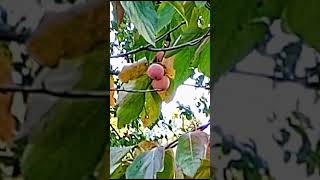 89😲Diospyros kaki 🏵️ playlist grădini înflorite 310 video [upl. by Iilek376]