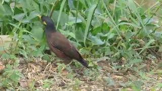 Movements of an amazing bird Mynah [upl. by Rik246]