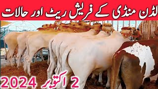 Ludden Cow Mandi Today Fresh Video Kato Qurbani Bachre Purchasing  Global Village Farming [upl. by Colp]