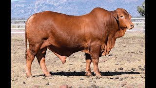 Central Reds Droughtmaster Sale 2024  Lot 19 [upl. by Yarazed981]