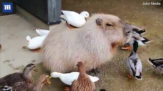 Capybara sits calmly as playful ducks groom his back [upl. by Lowenstern]