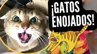 Videos meme de serie sonido de gatos maullando con cara de enojados llorando [upl. by Eiznikam906]