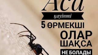 ЕҢ қауыпты өрмекшілер Улы өрмекшілер [upl. by Hadnama]