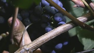 Tannat una uva quotdifícilquot que puso a Uruguay en el mapa mundial del vino  AFP [upl. by Osher]