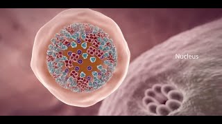 COVID19 Animation What Happens If You Get Coronavirus [upl. by Nonnahc]