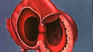 Heart embryology video [upl. by Fleisig]