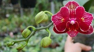 Diferenças entre doritaenopsis e phalaenopsis [upl. by Kreager]