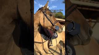 tiktok pony equestrian bestpony ponypower showpony horseriding viral [upl. by Clement217]