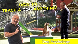 HOW TO TEACH A DOG ANYTHING With Cesar Millan [upl. by Etnoj]