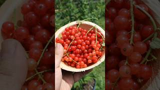 Harvesting my red currants currant gardening harvesting [upl. by Asilla]