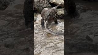 Moray eels fight against Komodo dragons [upl. by Anitsirhcairam972]