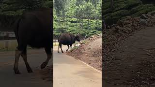 Indian Gaur encounter [upl. by Anitnelav]