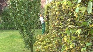 Heckenschnitt Hainbuche Hornbeam hedge trimming [upl. by Ardy]