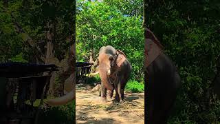 Elephant dance in guruvayur anakotta 🐘dance dancecover tamil song trendingreel viralvideos [upl. by Kiri24]