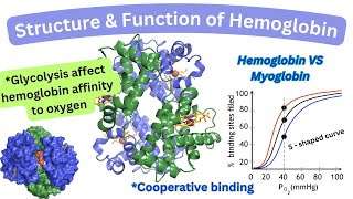 Structure amp Function of Hemoglobin Cooperative binding Hemoglobin Vs Myoglobin [upl. by Enia831]