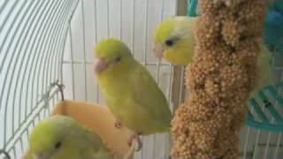 American Yellow Parrotlet Party  Parrotletbirds [upl. by Kirre799]