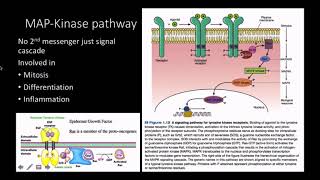 Mitogens pathway and response [upl. by Marnie]