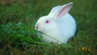 🐇 🐰 खरगोश की आवाज  Rabbit sound  khargosh ki awaaz [upl. by Inaluiak]