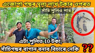 How can an agarwood tree be worth over a lakhs rupees assameseVlog Agarwood [upl. by Shaer]