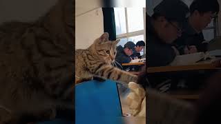 Cat in the classroom 😂funnyanimals funny funnyvideos [upl. by Lytsirk527]