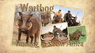 Warthog  Hunting in South Africa  Warzenschwein Jagd in Südafrika [upl. by Nnateragram232]