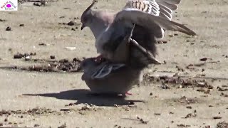 The best mating of crest pigeons never and ever shown [upl. by Ludly]