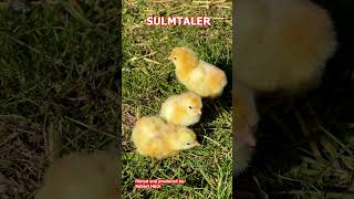 Chicks of various chicken breeds Marans Sulmtaler Araucana Orloff Brahma Exchequer Leghorn [upl. by Ahsaz]