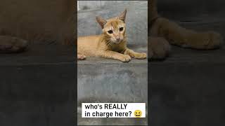 Fearless Street Cat Wont Leave  Funny Short Video  Cute Stray Cat Moments shorts straycats [upl. by Suiramad104]