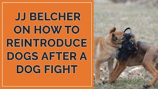 JJ Belcher on How To Reintroduce Dogs After a Dog Fight [upl. by Quillon]