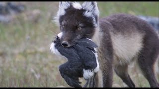 Fox Feasts on Baby Guillemots  Natures Great Events  BBC [upl. by Eecyal123]