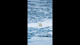 Walking On Water polarbear northpole [upl. by Ai]