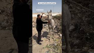 التجارة الحرام وحكايه الحصان رضا 🤔🙄 ٦٠شومعالدكتورحاتمستين [upl. by Nytsyrk]