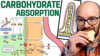 Carbohydrate Absorption [upl. by Conrad365]