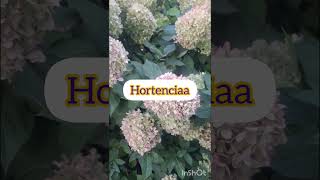 Como cuidar las hortensias plantasbonitas [upl. by Austin]