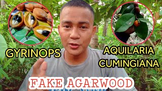 FAKE AGARWOODAQUILARIA TREE ANG CUMINGIANA amp GYRINOPS [upl. by Niamjneb477]