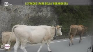 Le vacche sacre della ndrangheta  Nemo  Nessuno Escluso 09032018 [upl. by Jordans698]