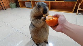 marmot experiences an orange for the first time [upl. by Eladal]