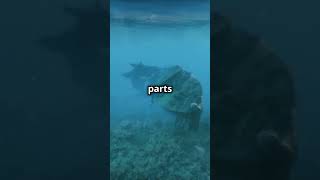 The Deep Sea Graveyard ⚓💀 youtubeshorts shorts facts [upl. by Wolford]