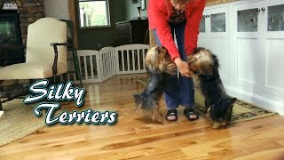 Adopting a Silky Terrier  Introduction to the personality of this unique breed [upl. by Parik927]