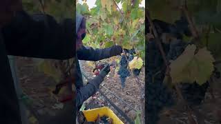 Cosecha de un petit verdot uva para vino shortsyoutube cosecha [upl. by Atiuqad532]