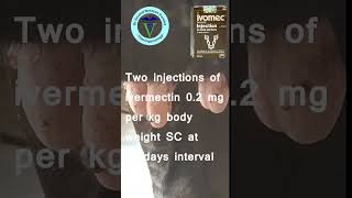 How to treat warts cutaneous papilloma of cows shorts [upl. by Kirst72]