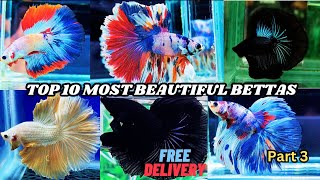 THAILAND IMPORTED OHM BETTA FISH 🐟 Catalogue  TOP 10 Bettafish available [upl. by Arihs]