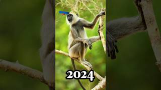 2024 Ape and 5000 bce Ape short video  2024 ape vs 5000 bce ape short video shorts [upl. by Koralle603]