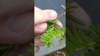 A top Bonsai Tip for improving Yew Not You [upl. by Ilrebmyk]